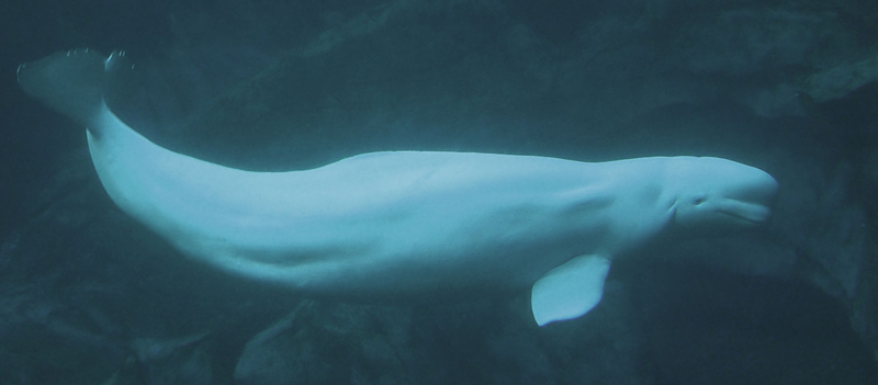 800px-Beluga_whale.png