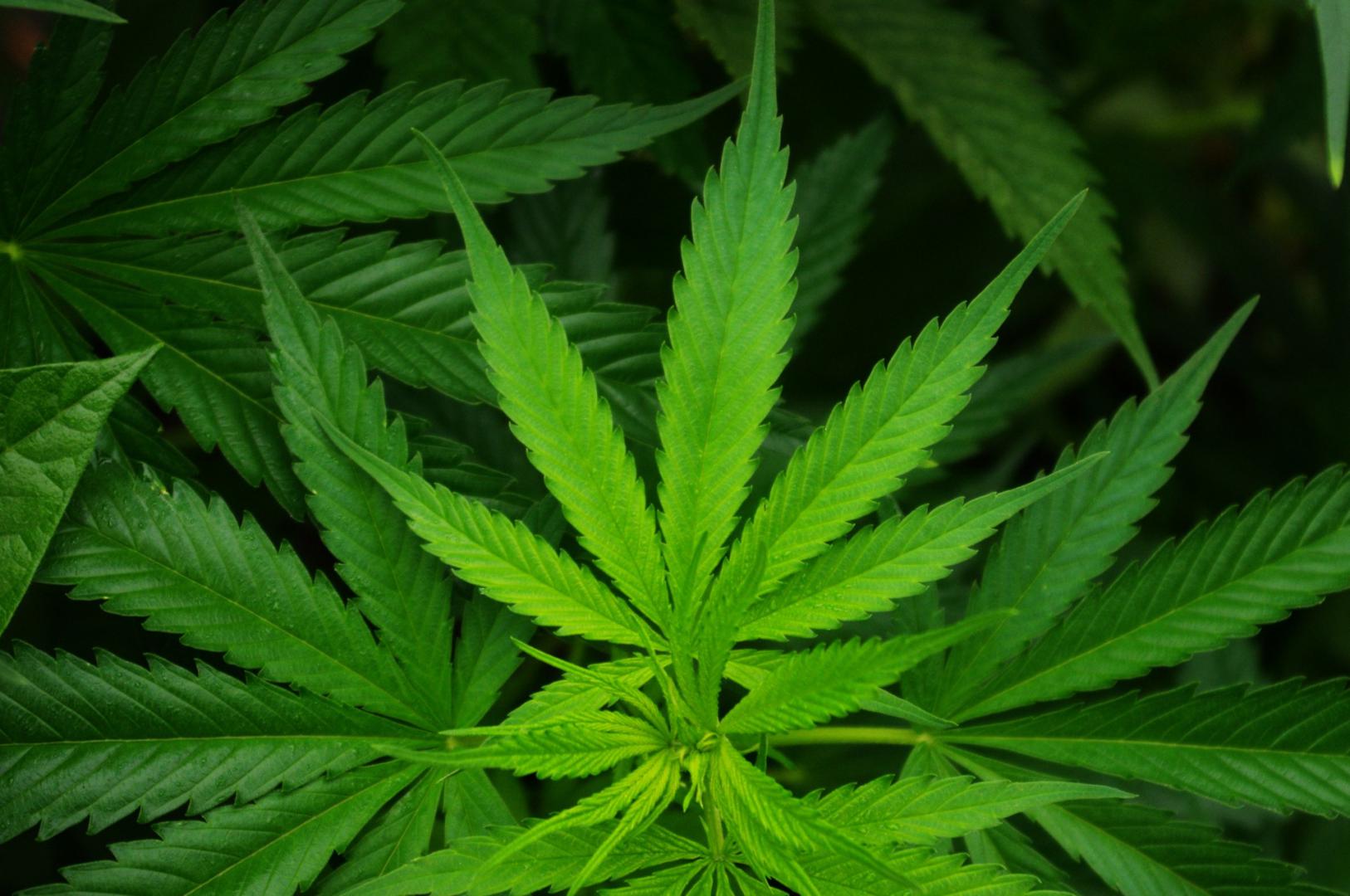 Cannabis-leaf-hemp.jpg